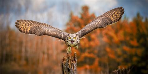 owls  canada    find  cottage life