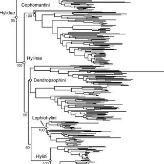 Phylogeny Of The Hyline Tribe Lophiohylini Based On Maximum Likelihood