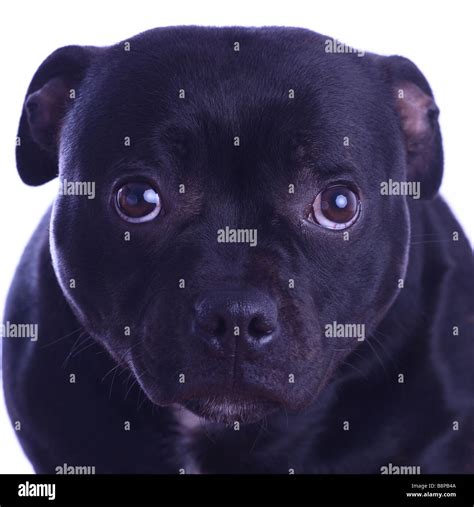 Black Staffordshire Bull Terrier On A White Background Stock Photo Alamy