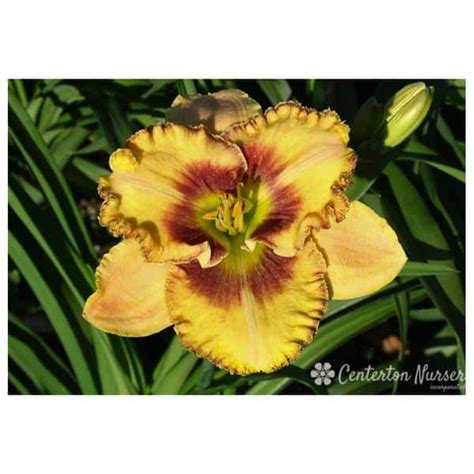 Hemerocallis Mean Mr Mustard Trophytaker Lily 2 Gallon Hands Garden