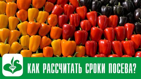 КОГДА САЖАТЬ на РАССАДУ? НЕ ДОПУСТИ этих ОШИБОК! - YouTube