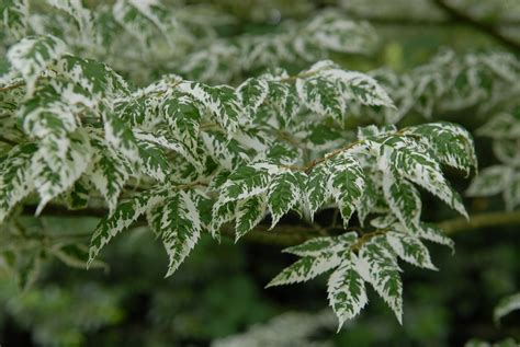 Zelkova Serrata Variegata Zelkova Serrata Variegata Pepinierele