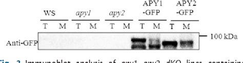 Figure From Atapy And Atapy Function As Golgi Localized Nucleoside