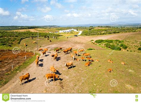 Aerial From Cows In The Countryside From Portugal Stock Image Image