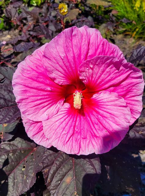 Dont Miss Jc Raulston Arboretum 5000 Plants