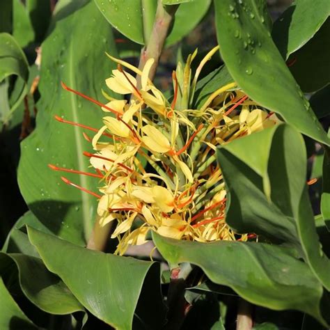 Hedychium Gardnerianum Warners Nurseries