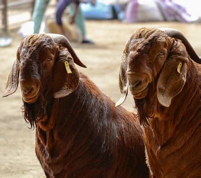 Kalahari Red Goat For Sale South Africa | Western Cape Breeders