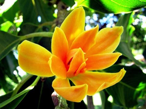Khasiat dan Manfaat Cempaka Kuning - UtakAtikOtak.com