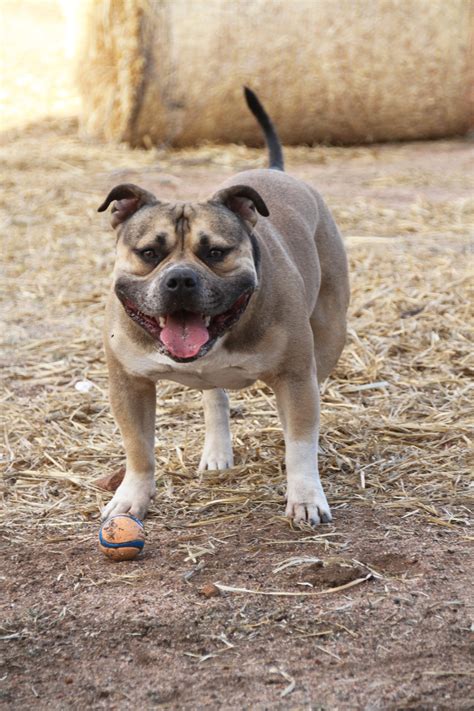 Small Batch American Bullies