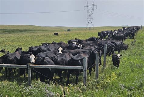 Sale of Ponzi scheme cattle company could benefit burned investors