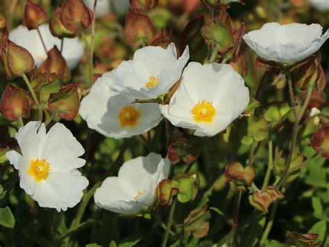 Salbeiblättrige Zistrose Cistus salviifolius Baumschule Horstmann