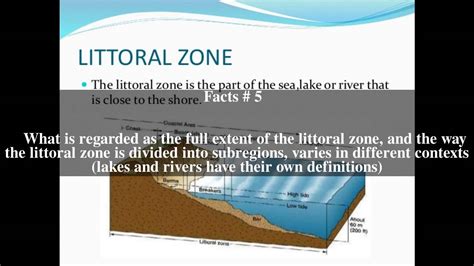 Littoral zone Top # 12 Facts - YouTube