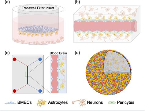 Figure From Sex Differences In The Bloodbrain Barrier And