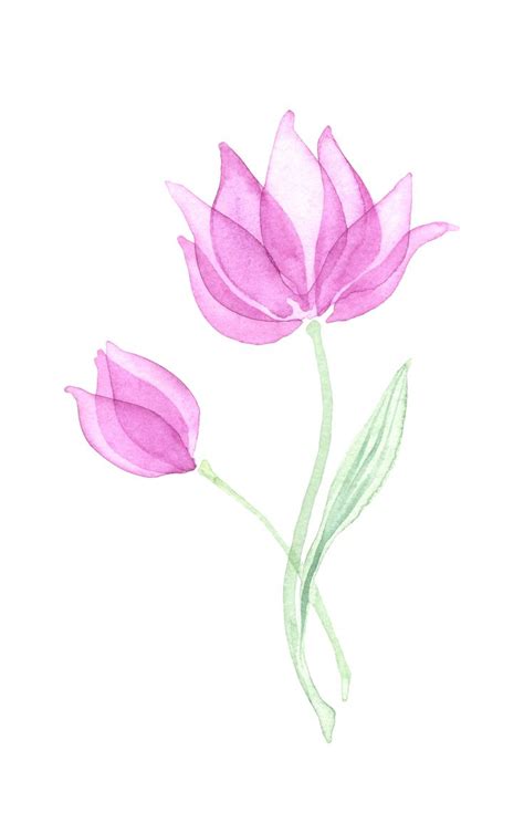 Two Pink Flowers With Green Stems On A White Background