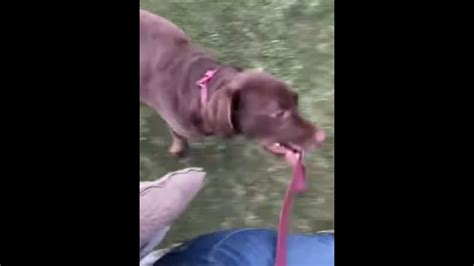 human   leash