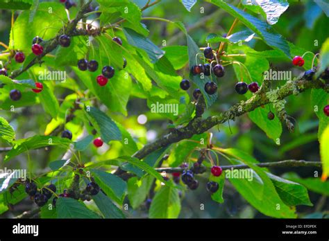 small cherry tree fruit  res stock photography  images alamy