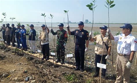 PNM Cabang Cirebon Tanam 10 000 Bibit Mangrove Di Muara Mundu Desa