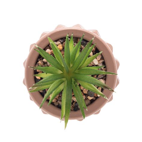 Cachepot De Cimento Suculenta Nude Cm X Cm Connection Home