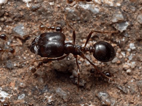 Comprehensive Guide To Big Headed Ants In Arizona | AZ Big Headed Ants