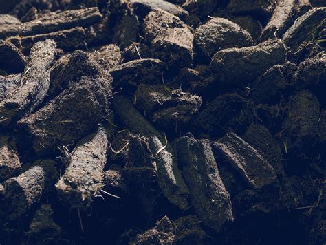 Peat: Everything You've Ever Wanted To Know | The Whisky Shop