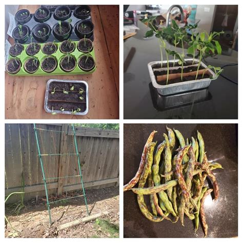 Rattlesnake Climbing Green Beans Timeline: Sprouted Apr 7th