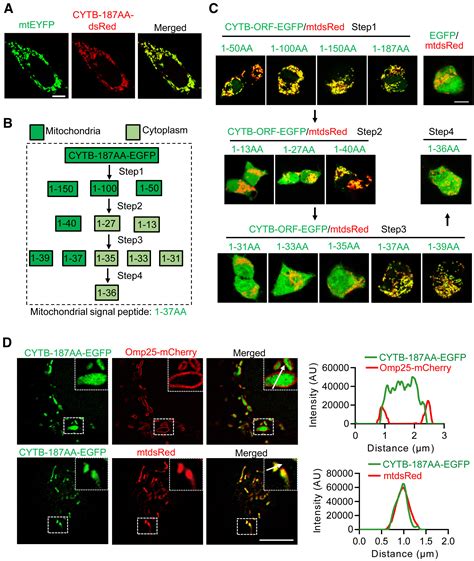 A Novel Protein CYTB 187AA Encoded By The Mitochondrial Gene CYTB