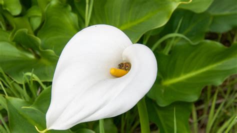 Zantedeschia Aethiopica White Giant Calla Lily