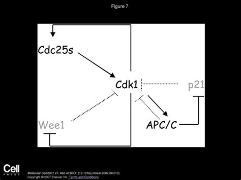 Volume 27, Issue 3, Pages (August 2007) - ppt download