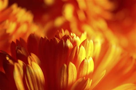Gerbera Up Close | Gerbera, Macro photography, Shades of orange