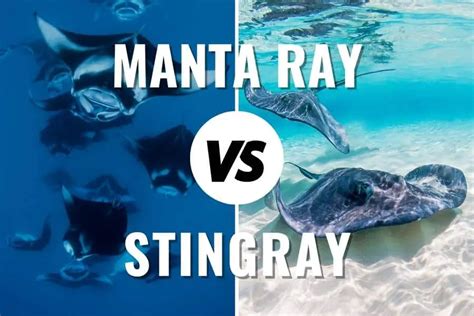 Manta Ray Vs Stingray: How To Tell Them Apart (+ Pictures)