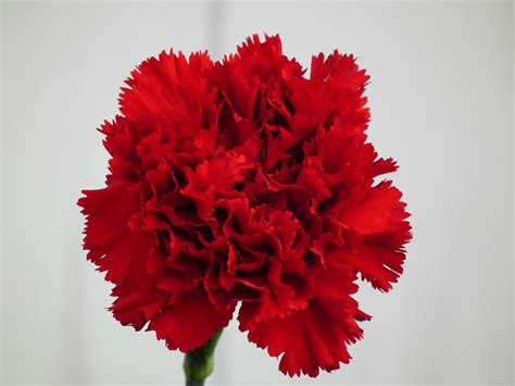 🔥 40 Red Carnation Wallpapers Wallpapersafari