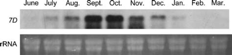 Rna Blot Analysis Of Suppression Subtractive Hybridization With Mirror