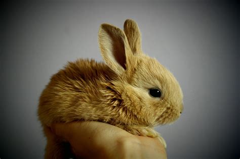 8000 Free Peter Rabbit And Rabbit Images Pixabay