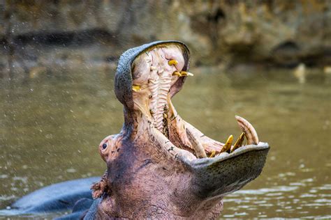 Hippo And Croc Boat Cruise St Lucia Tours And Charters