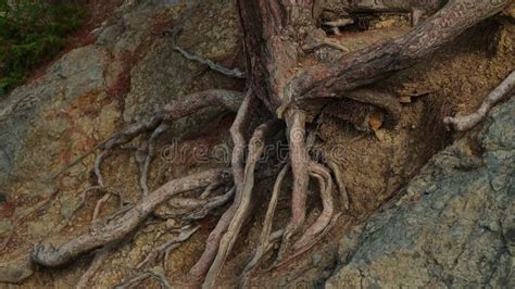 Naked Roots Of Big Tree Growing On Rock In Hot Climate Stock Footage