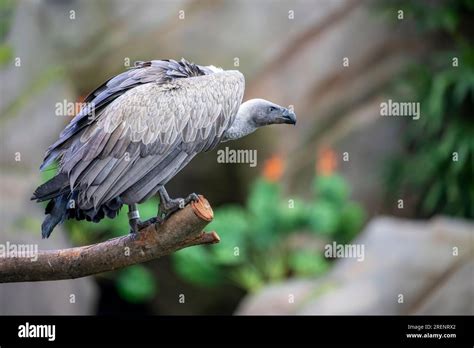 White Backed Vulture Is A Typical Vulture With Only Down Feathers On