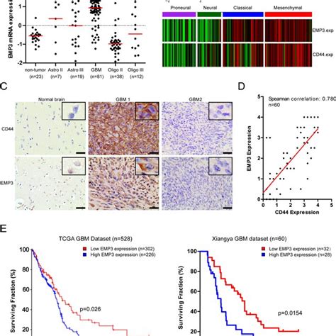 A Expression Of EMP3 And CD44 In Human GBM Cell Lines B EMP3