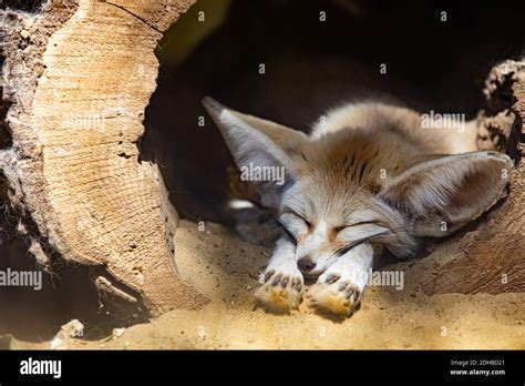 Cute Animal Wildlife Portrait Fennec Fox Or Desert Fox Sleeping