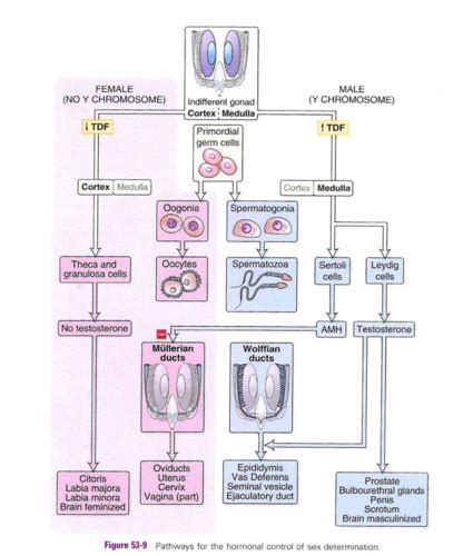 Chromosome Sexual Differentiation Flashcards Quizlet