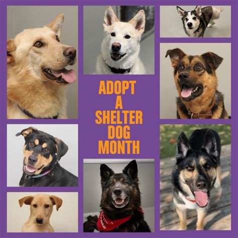 5 Reasons To Adopt A Shelter Dog Winnipeg Humane Society