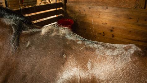 Horse Musculoskeletal Diseases Infected Withers The Horses Advocate