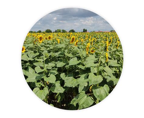 SULFONOR | Sembodja.bg