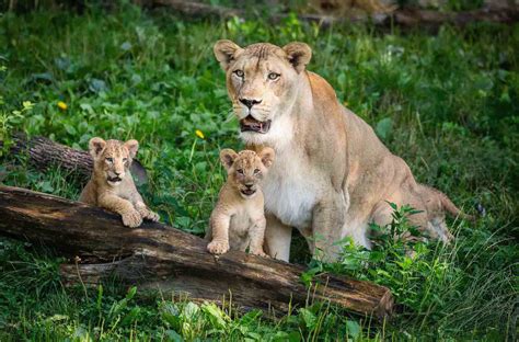 sf zoo lion attack World zoo: lion attack compilation