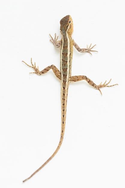 Premium Photo The Oriental Garden Lizard Calotes Versicolor Isolated