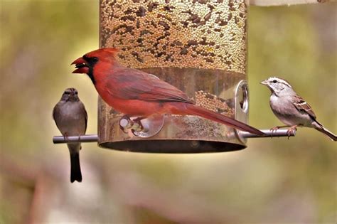 30 Best Cardinal Bird Facts That Make You Sing - Facts.net