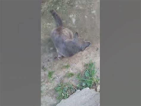 Гарні котики - YouTube