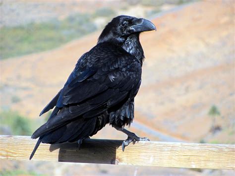 Welcher Rabe ? Foto & Bild | tiere, wildlife, wild lebende vögel Bilder ...
