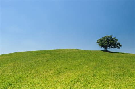 Treeskygreenhillgrass Free Image From