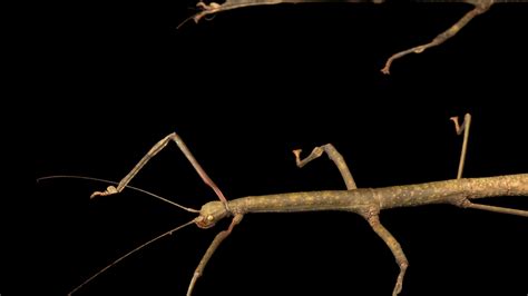 Stick Bug Walking