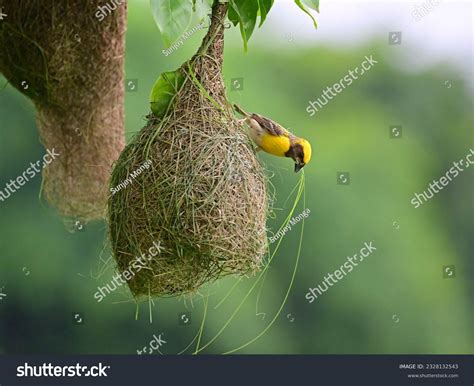 Weaver Bird India Over 977 Royalty Free Licensable Stock Photos
